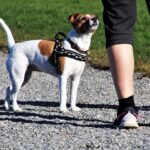 Beste powerbands voor benen en billen