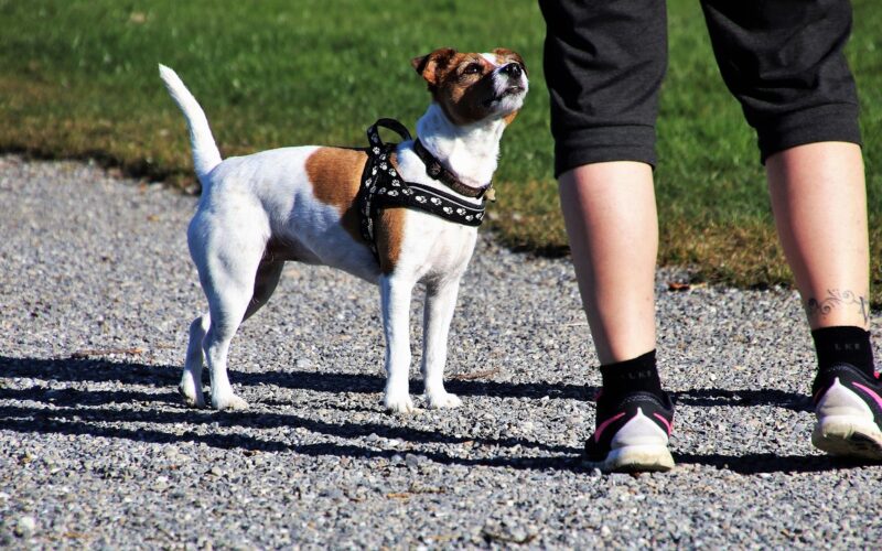 Beste powerbands voor benen en billen
