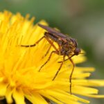 Beste balance pad voor revalidatie en core