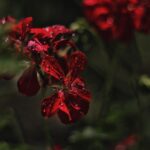 Beste verstelbare stepbank voor cardio