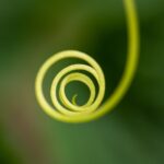 Zilvervliesrijst met groenten gezonde basismaaltijd