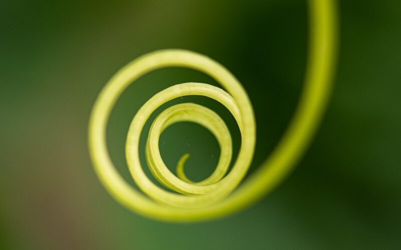 Zilvervliesrijst met groenten gezonde basismaaltijd